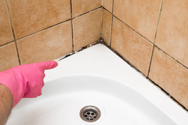 Best Mold Damage Repair  in Argentine, MI